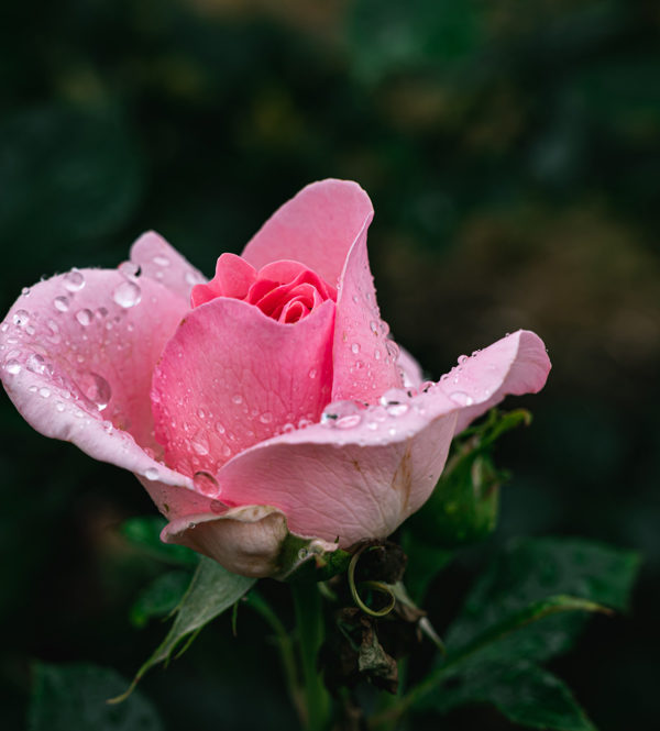 Roses: Plant of the Month