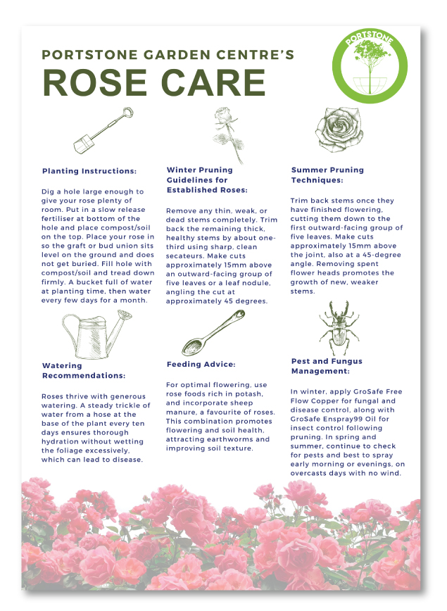 Rose care guide