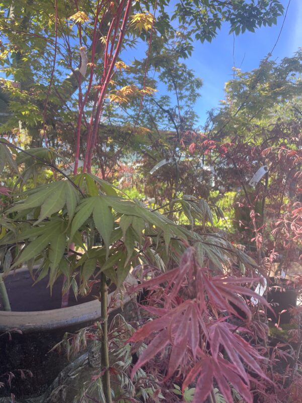 Acers – Plant of the Month