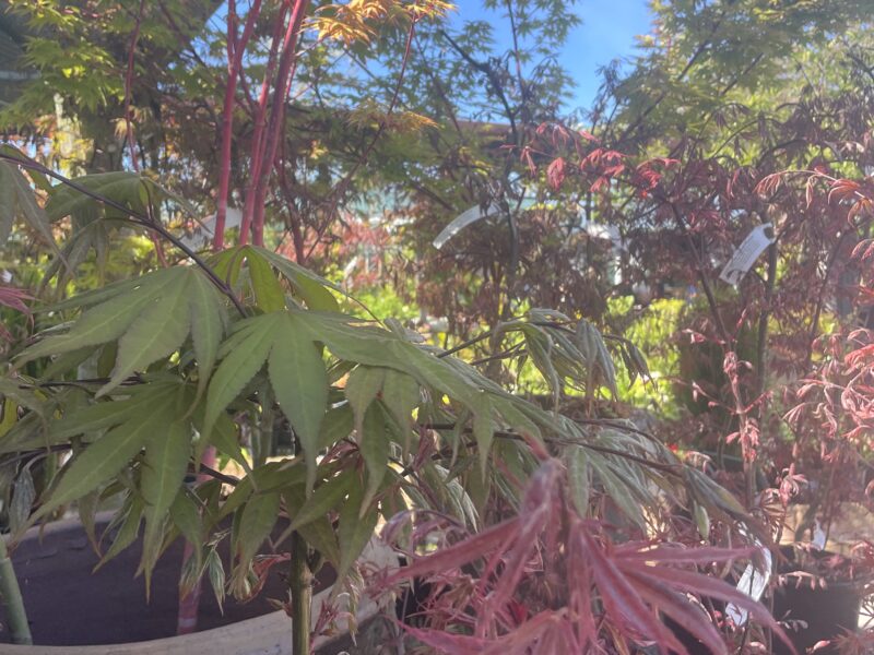 Acers – Plant of the Month