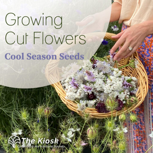 Growing Cut Flowers