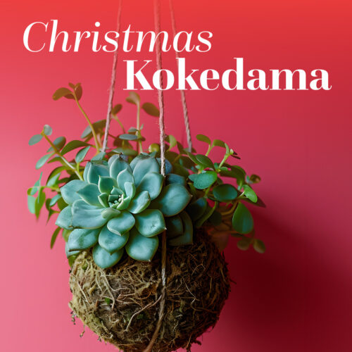 Christmas Kokedama Workshop