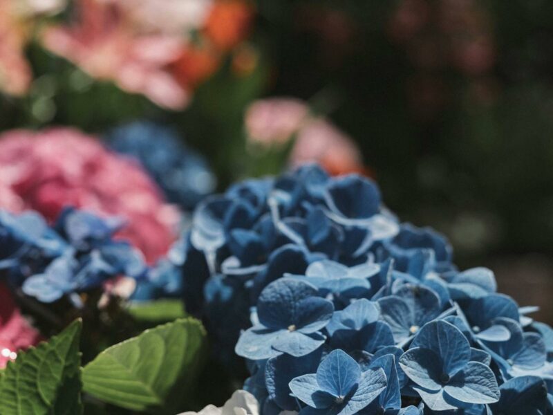 Hydrangea – Plant of the Month