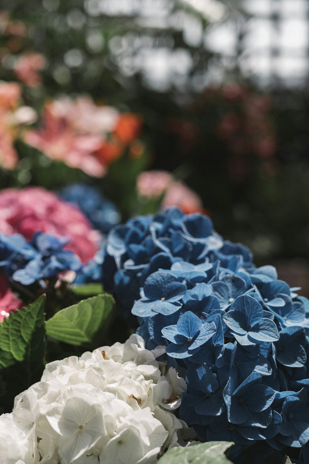 Plant of the month - hydrangea