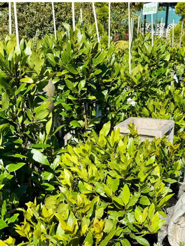 Laurus nobilis – The Bay Tree – February Plant of the Month