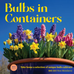 Bulbs in Containers